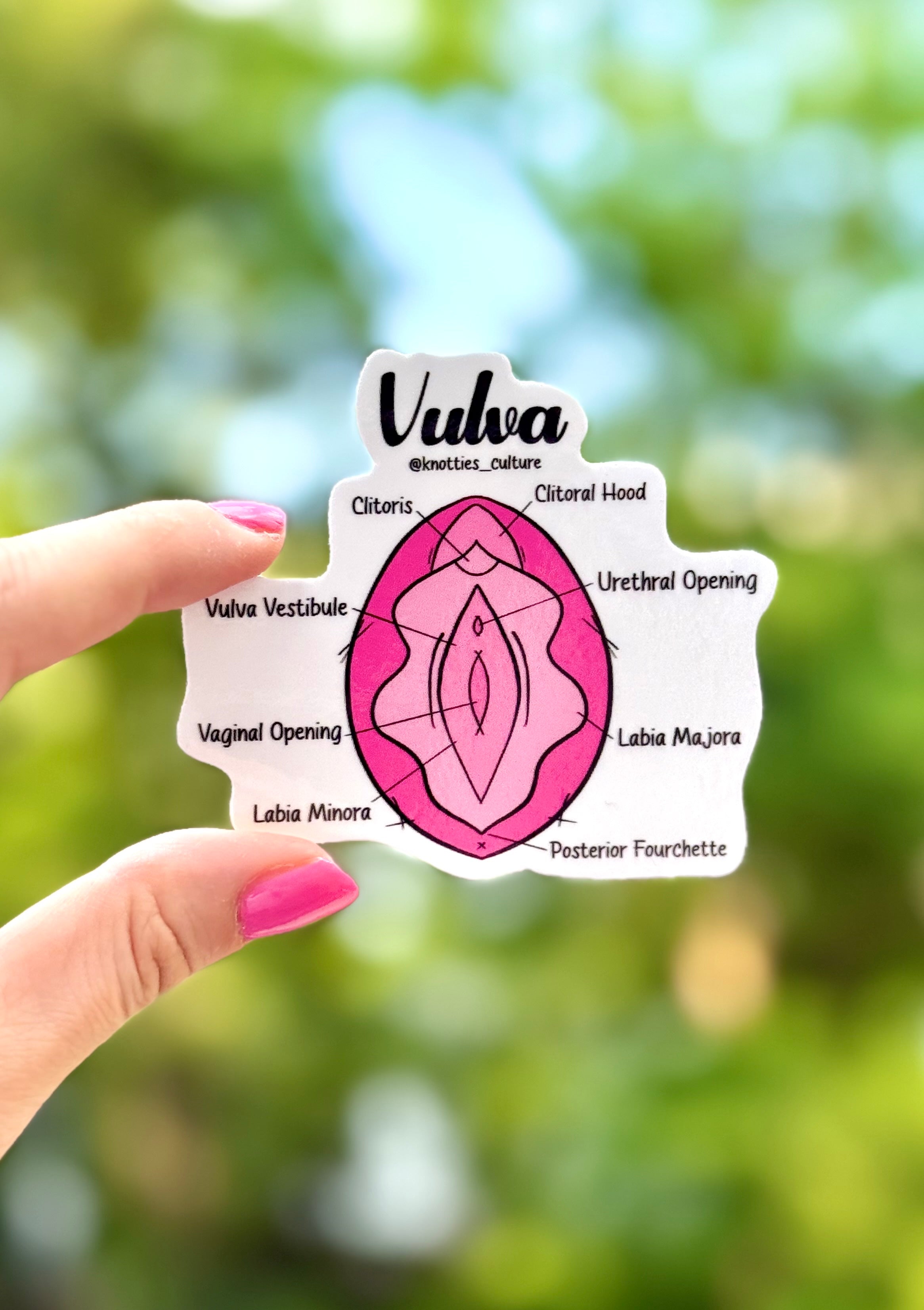 Vulva Anatomy - Stickers