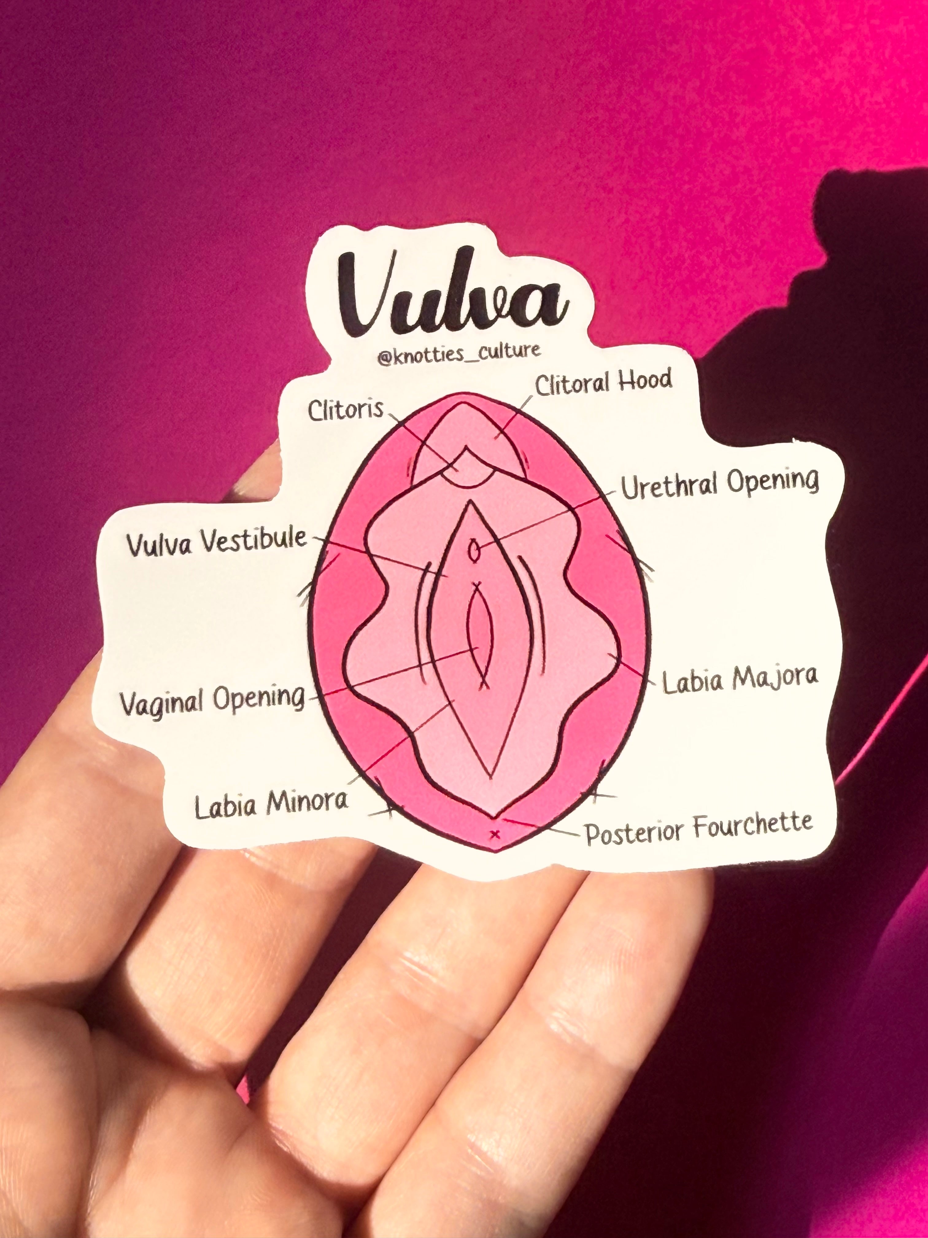 Vulva Anatomy - Stickers